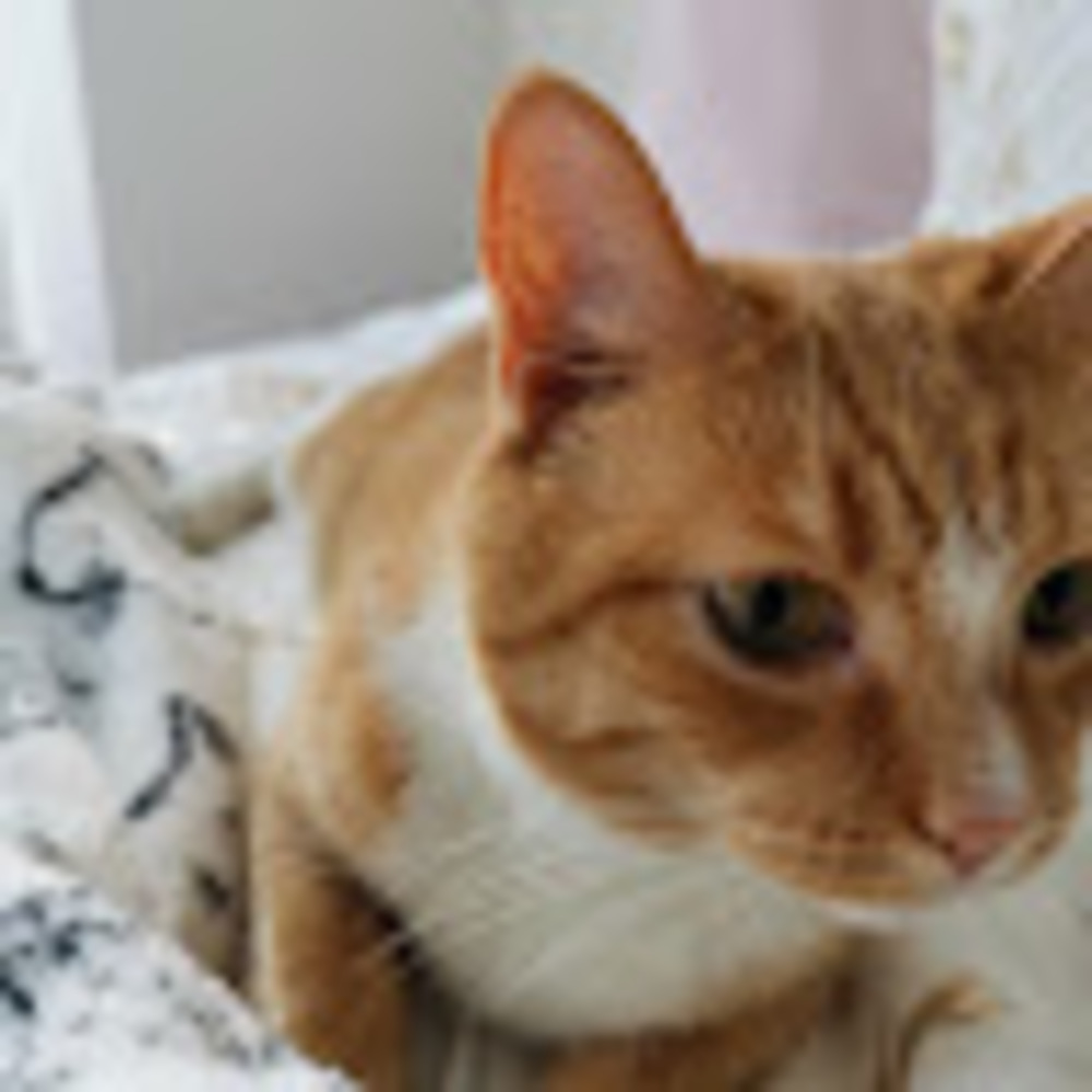 Meet your Posher, Cathy x